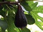 fig-tree